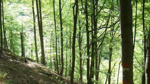 esempio_forestale