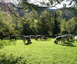 Immagine di presentazione Germagnano